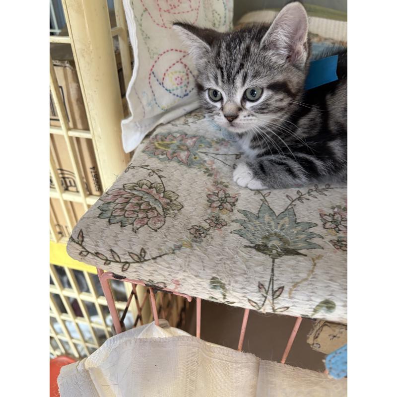 販売中の神奈川県のスコティッシュフォールド-134199の31枚目