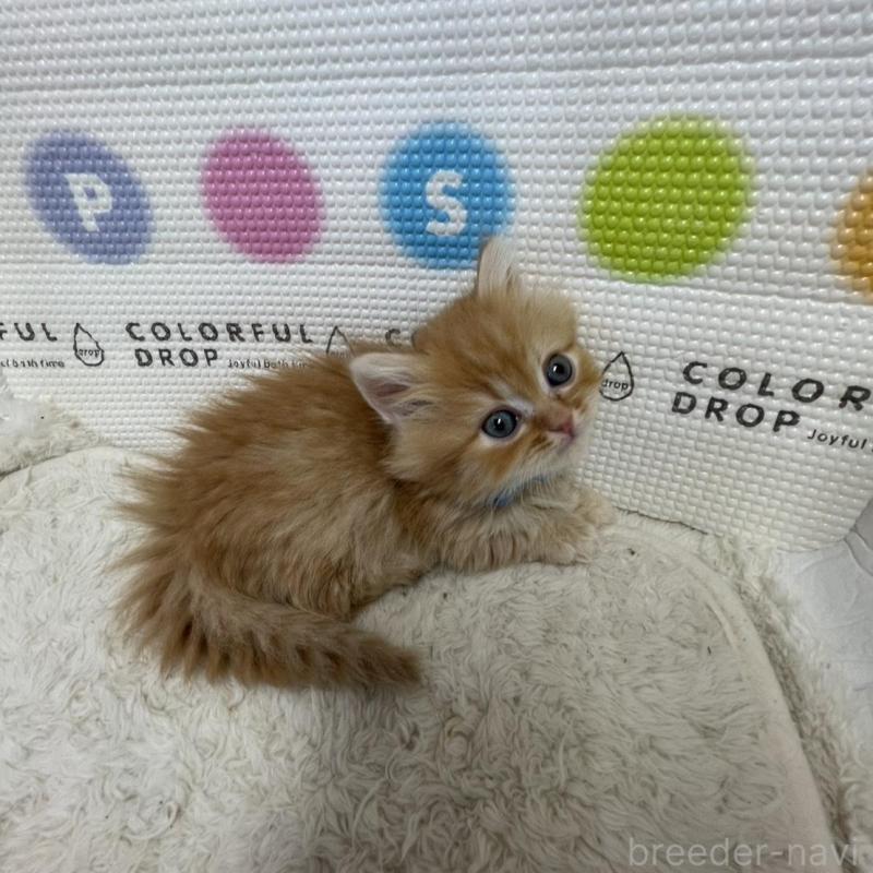 販売中の鳥取県のミヌエット(短足)-134760の13枚目