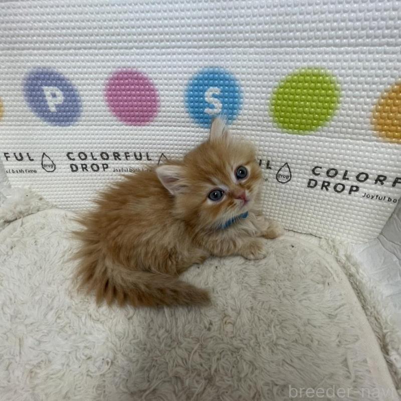 販売中の鳥取県のミヌエット(短足)-134760の11枚目