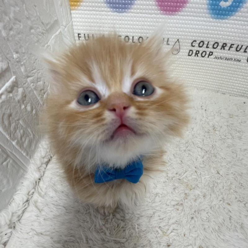 販売中の鳥取県のミヌエット(短足)-134760の10枚目