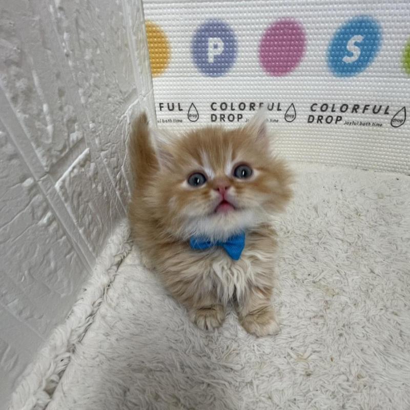 販売中の鳥取県のミヌエット(短足)-134760の9枚目