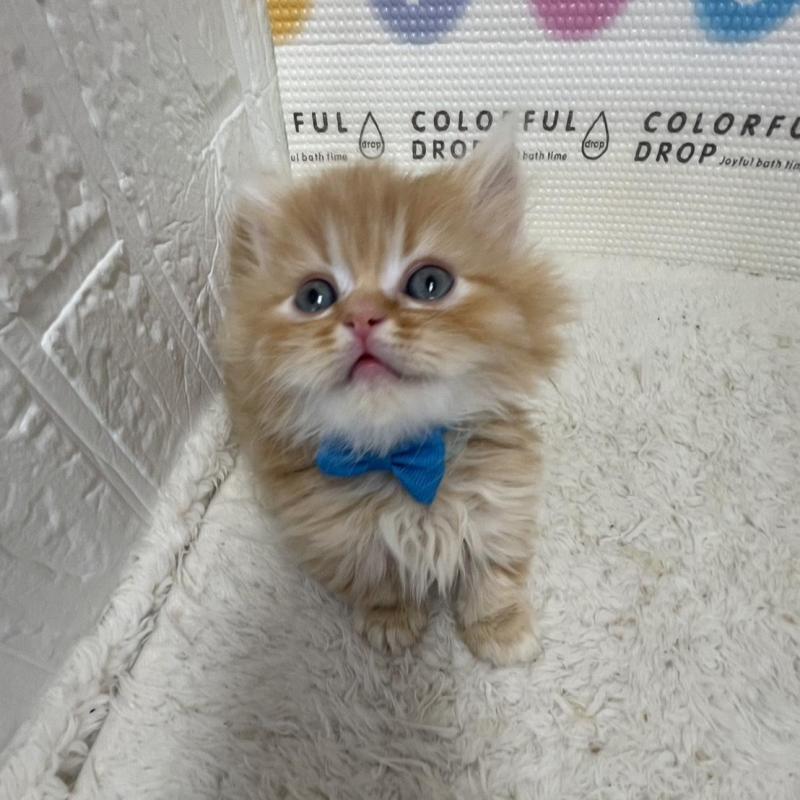 販売中の鳥取県のミヌエット(短足)-134760の8枚目