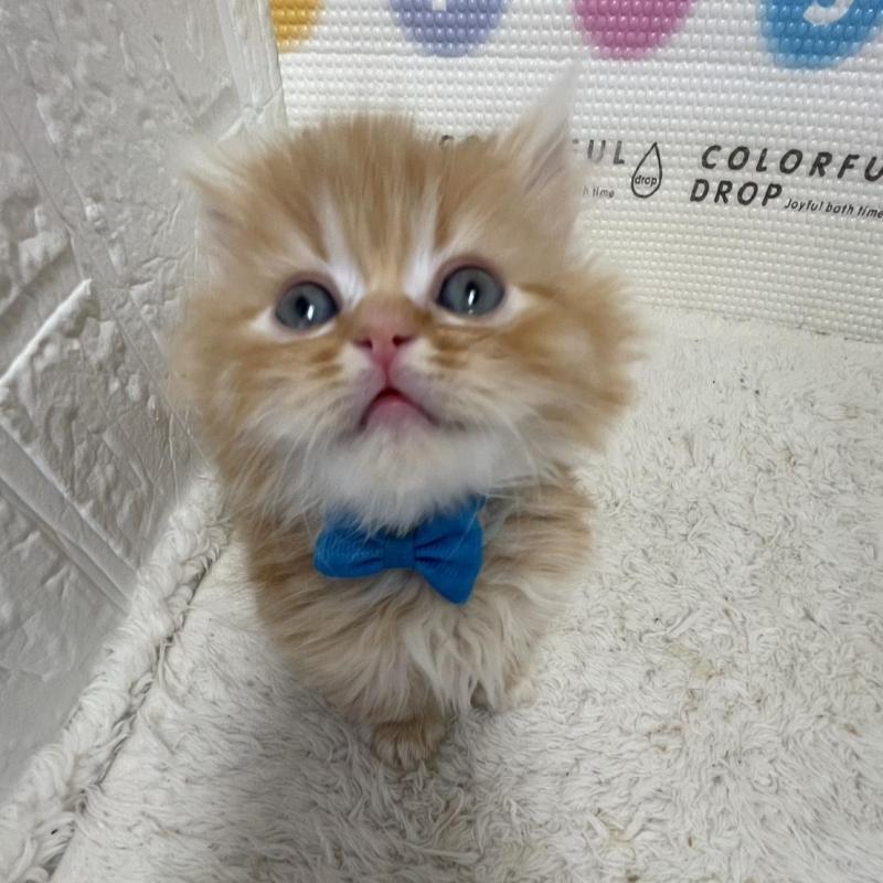 販売中の鳥取県のミヌエット(短足)-134760の7枚目