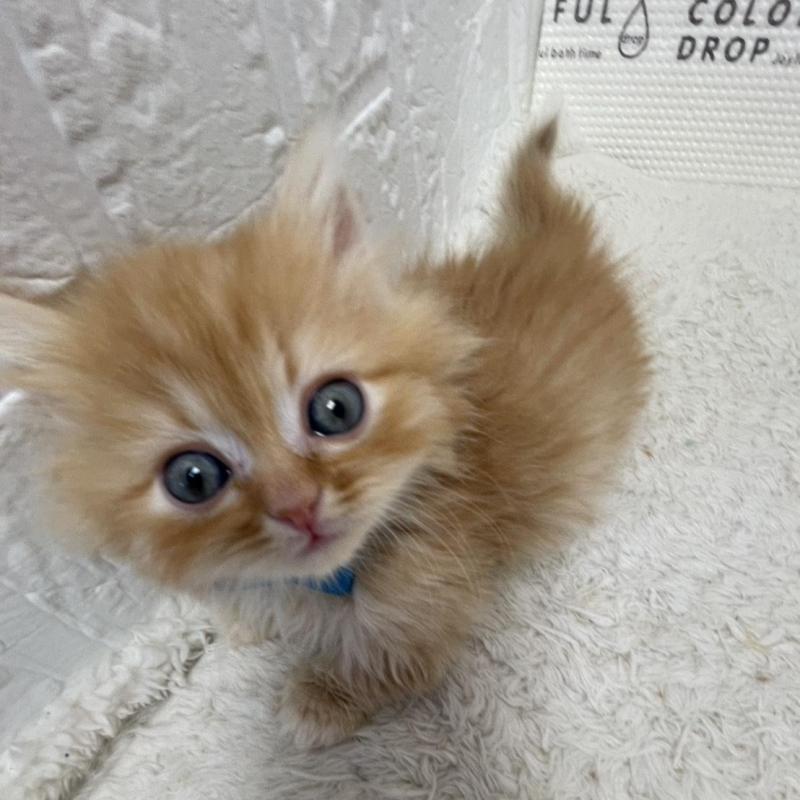 販売中の鳥取県のミヌエット(短足)-134760の5枚目