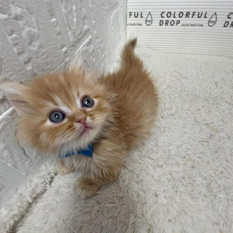 販売中の鳥取県のミヌエット(短足)-134760