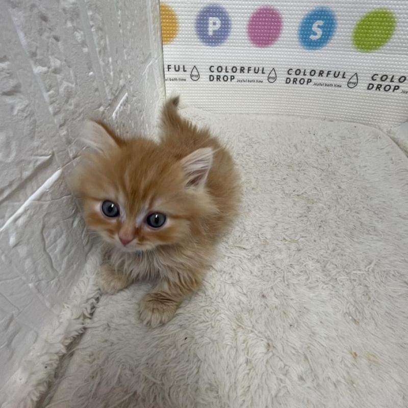 販売中の鳥取県のミヌエット(短足)-134760の4枚目