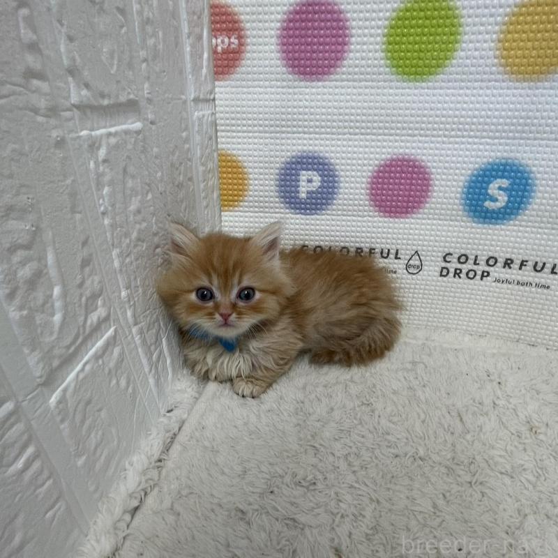 販売中の鳥取県のミヌエット(短足)-134760の3枚目