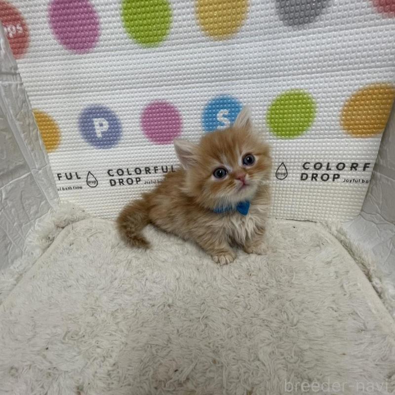 販売中の鳥取県のミヌエット(短足)-134760の2枚目