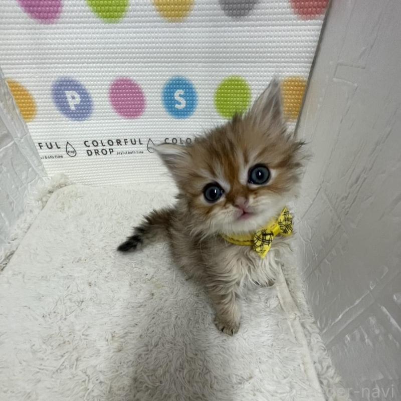 販売中の鳥取県のミヌエット-134761の13枚目