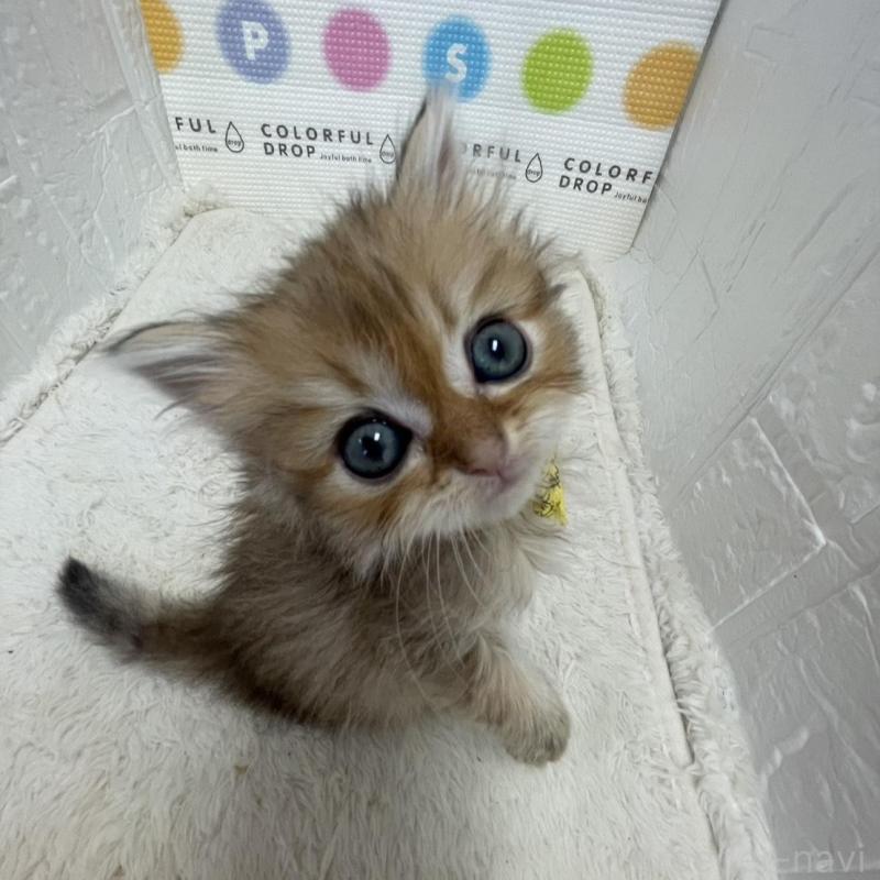 販売中の鳥取県のミヌエット-134761の10枚目