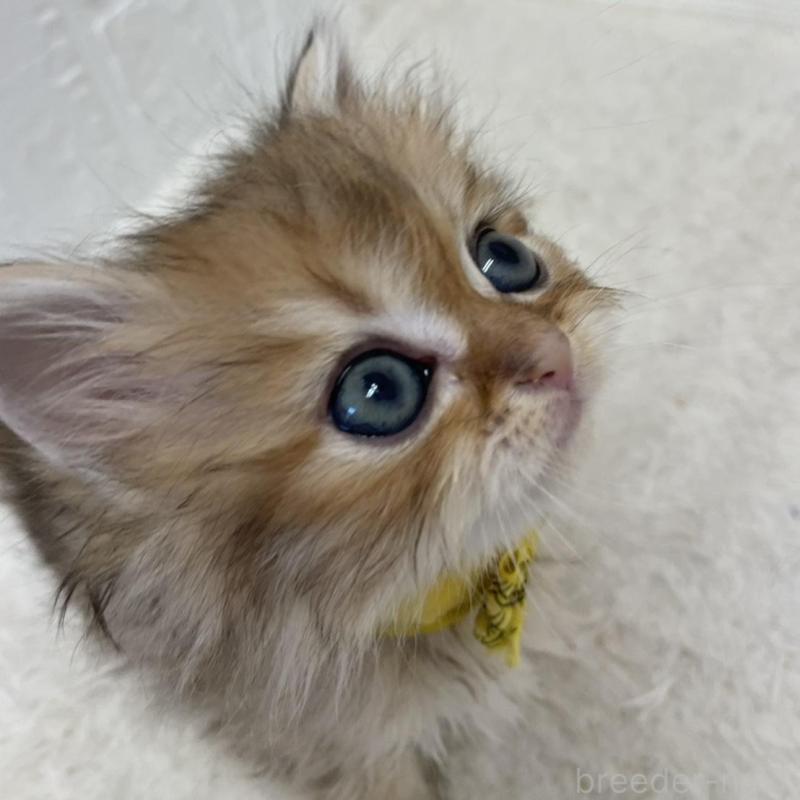 販売中の鳥取県のミヌエット-134761の9枚目