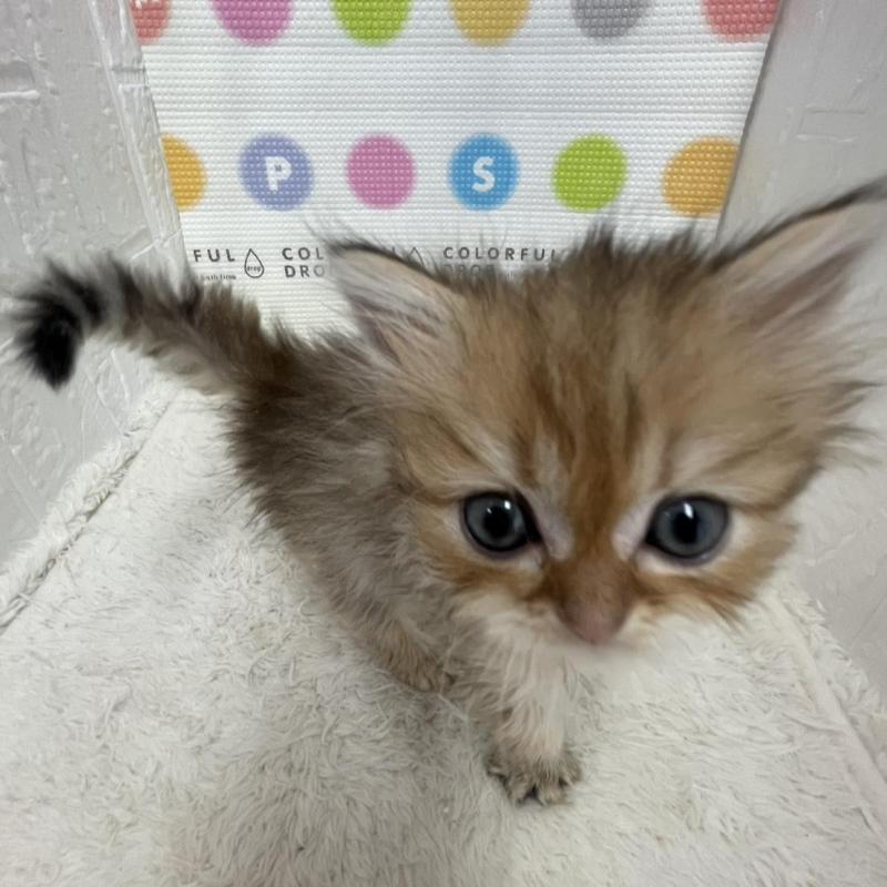 販売中の鳥取県のミヌエット-134761の8枚目