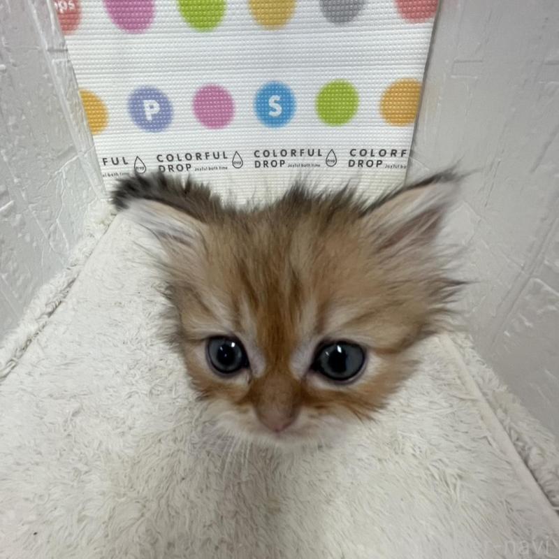 販売中の鳥取県のミヌエット-134761の7枚目