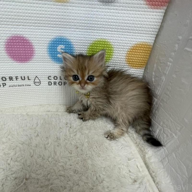 販売中の鳥取県のミヌエット-134761の6枚目