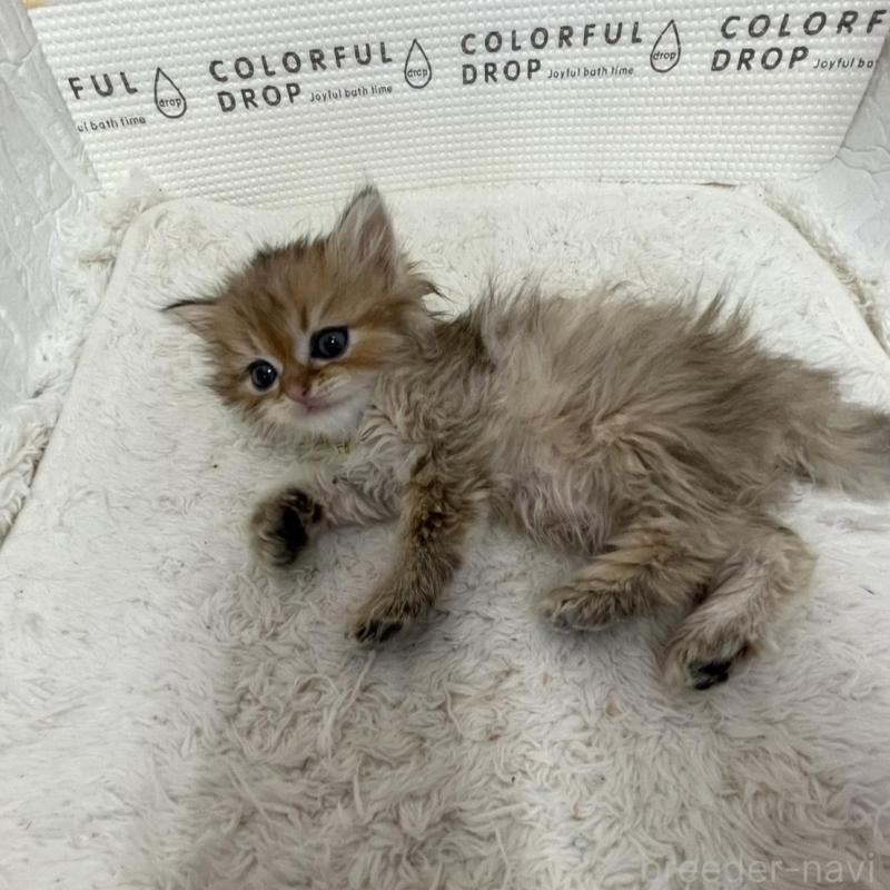 販売中の鳥取県のミヌエット-134761の5枚目