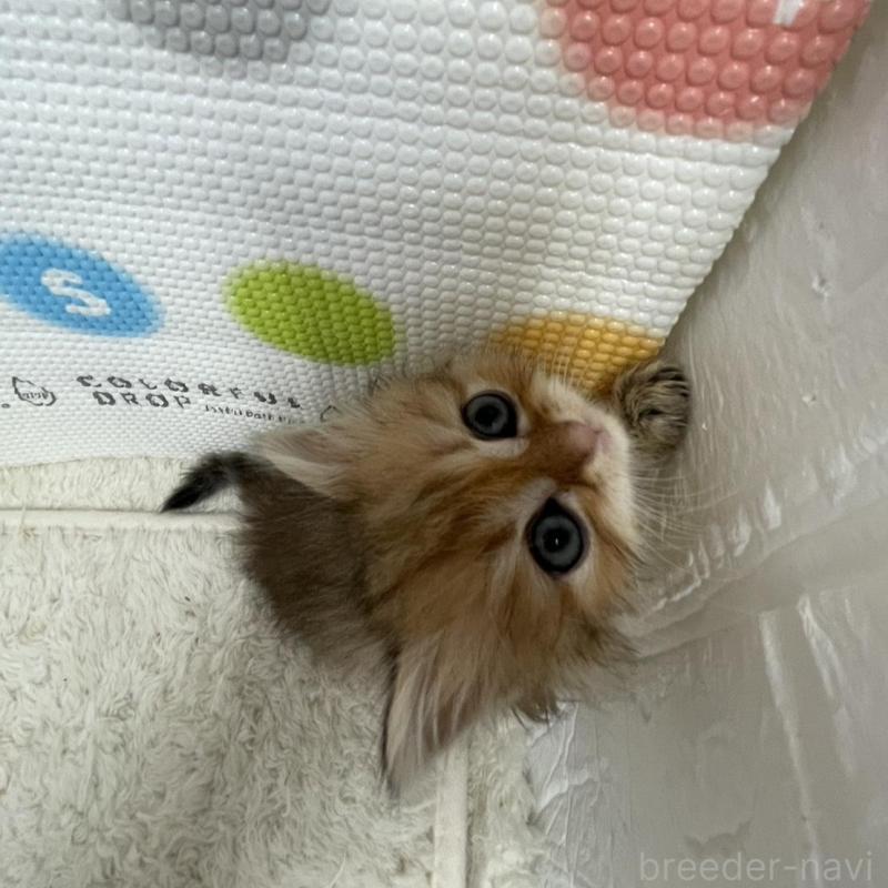 販売中の鳥取県のミヌエット-134761の4枚目