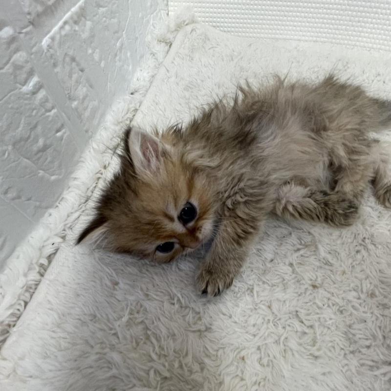 販売中の鳥取県のミヌエット-134761の3枚目