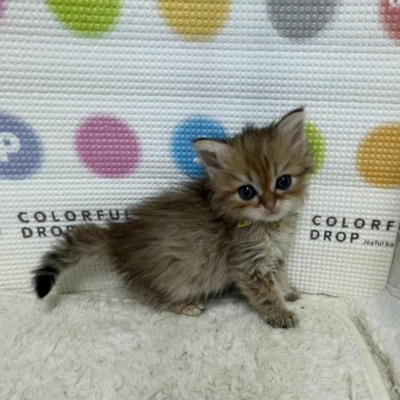 販売中の鳥取県のミヌエット-134761