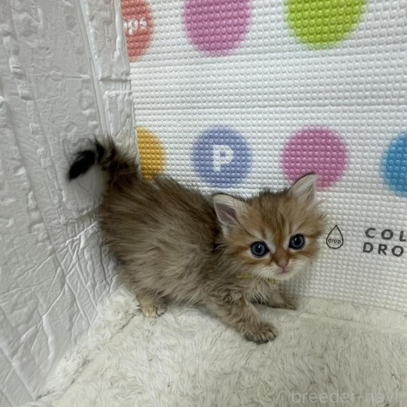 販売中の鳥取県のミヌエット-134761の2枚目