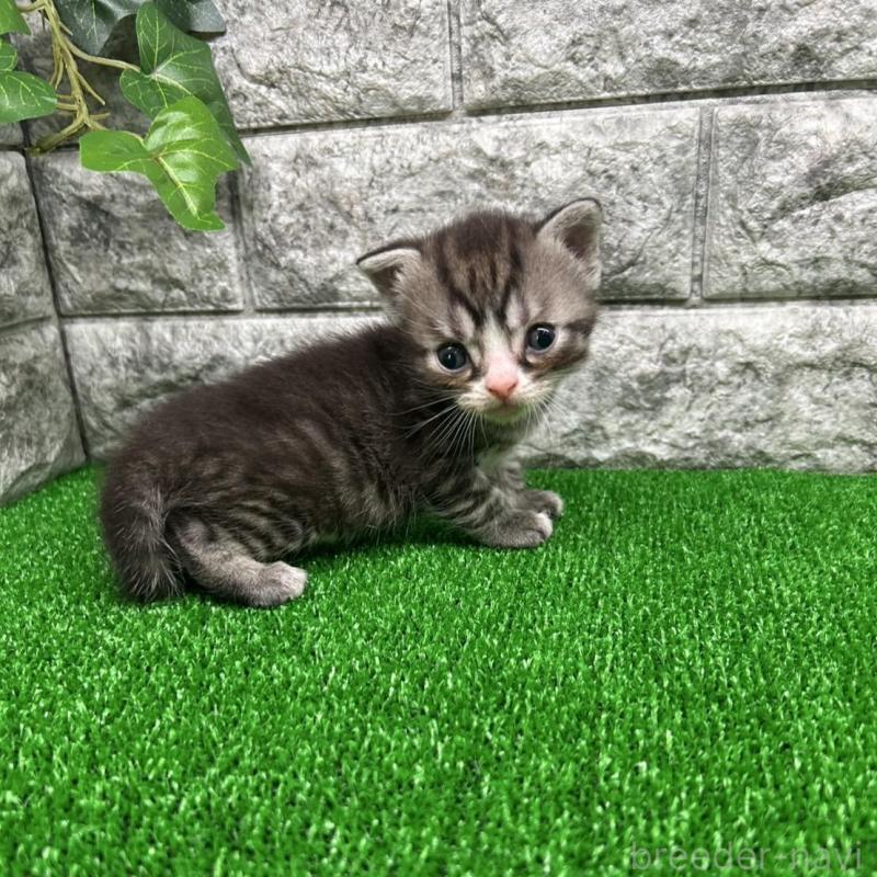 販売中の神奈川県のスコティッシュフォールド-134762の5枚目