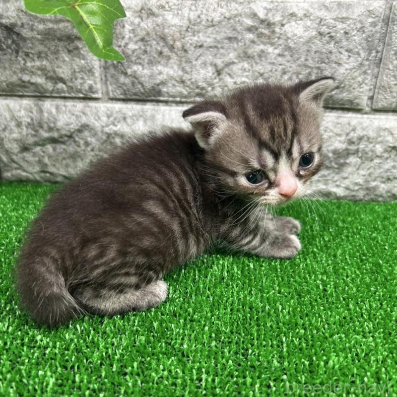 販売中の神奈川県のスコティッシュフォールド-134762の4枚目