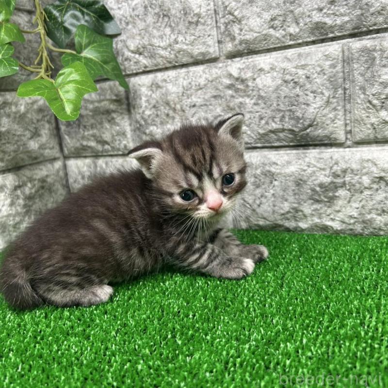 販売中の神奈川県のスコティッシュフォールド-134762の3枚目