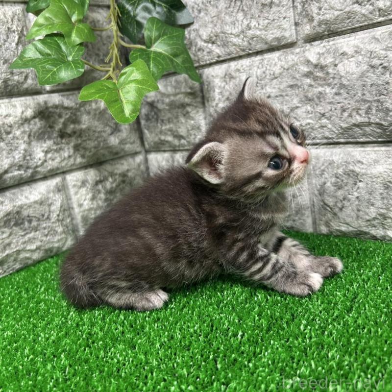 販売中の神奈川県のスコティッシュフォールド-134762の2枚目