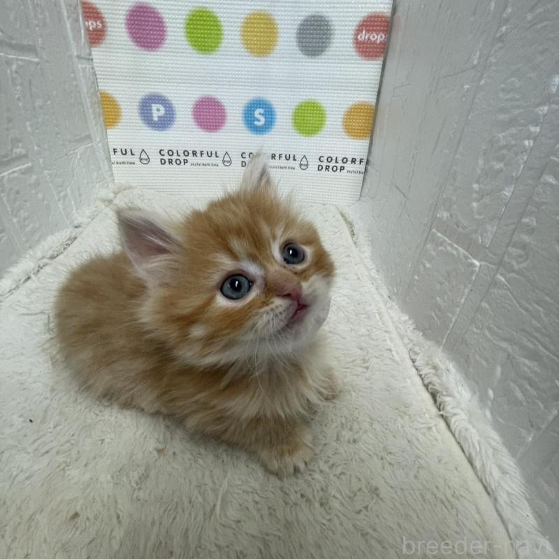 販売中の鳥取県のミヌエット-134763の10枚目