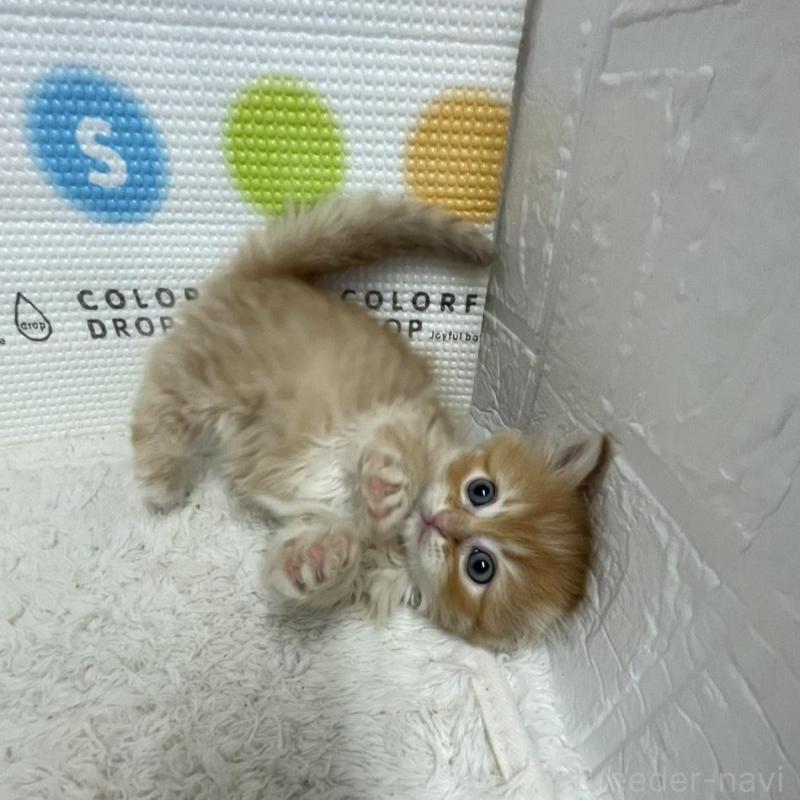 販売中の鳥取県のミヌエット-134763の8枚目