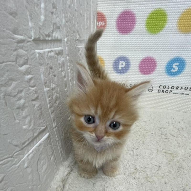 販売中の鳥取県のミヌエット-134763の6枚目