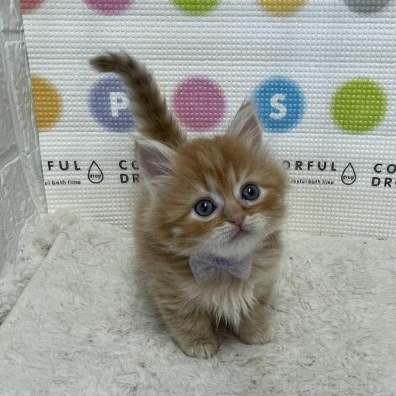 販売中の鳥取県のミヌエット-134763