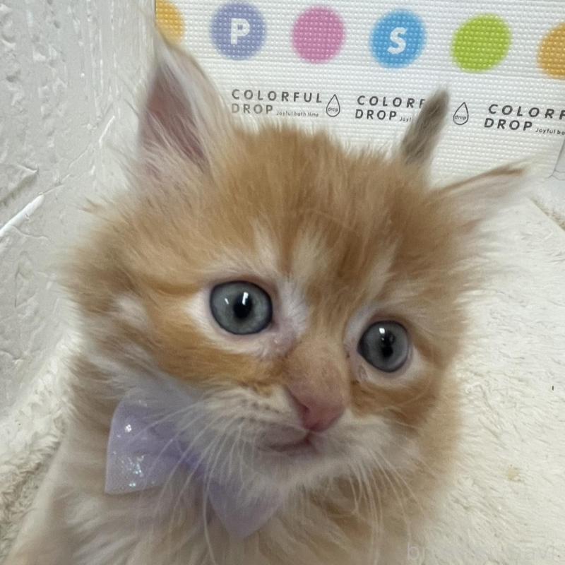 販売中の鳥取県のミヌエット-134763の5枚目