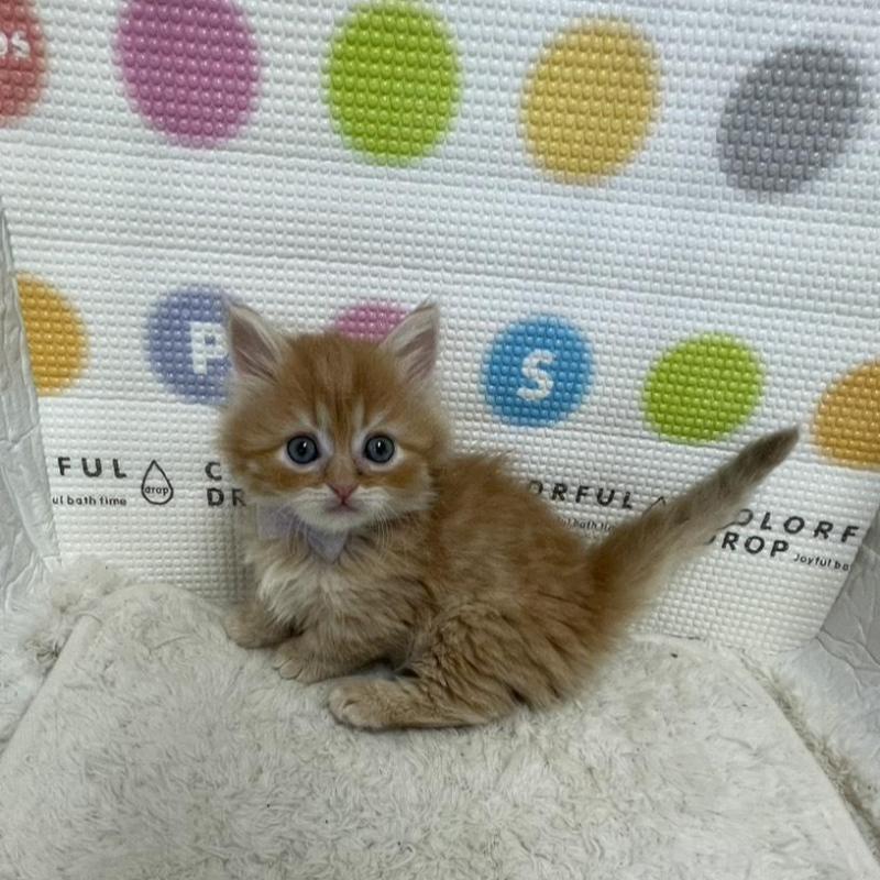 販売中の鳥取県のミヌエット-134763の3枚目