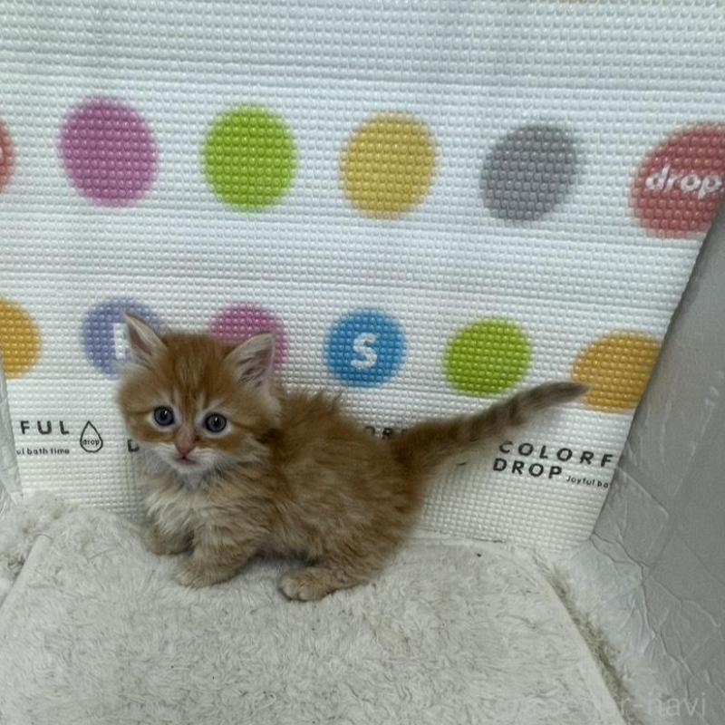 販売中の鳥取県のミヌエット-134763の2枚目