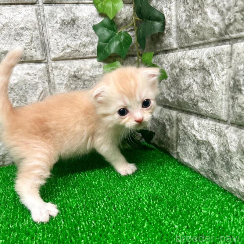 販売中の神奈川県のスコティッシュフォールド(折れ耳)-134764の5枚目