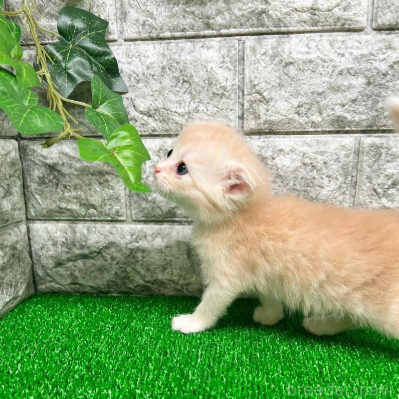 販売中の神奈川県のスコティッシュフォールド(折れ耳)-134764の4枚目