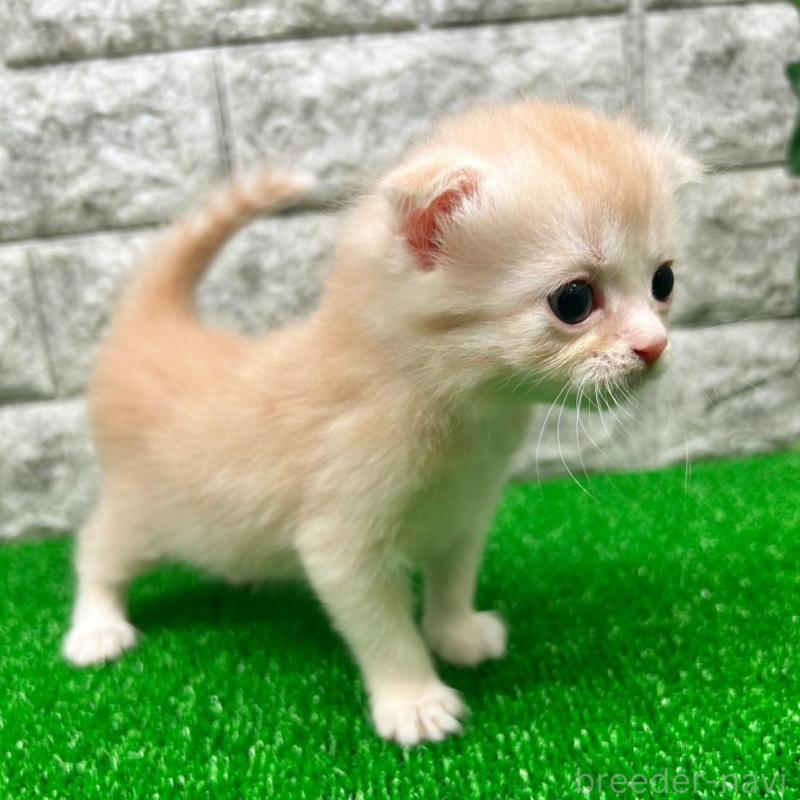 販売中の神奈川県のスコティッシュフォールド(折れ耳)-134764の3枚目