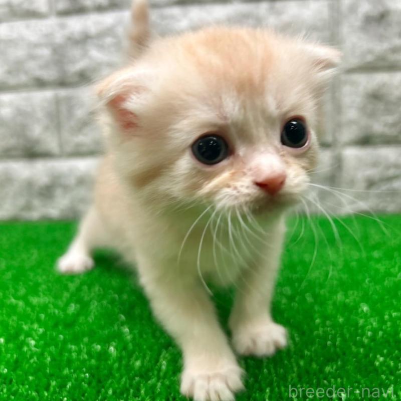 販売中の神奈川県のスコティッシュフォールド(折れ耳)-134764の2枚目