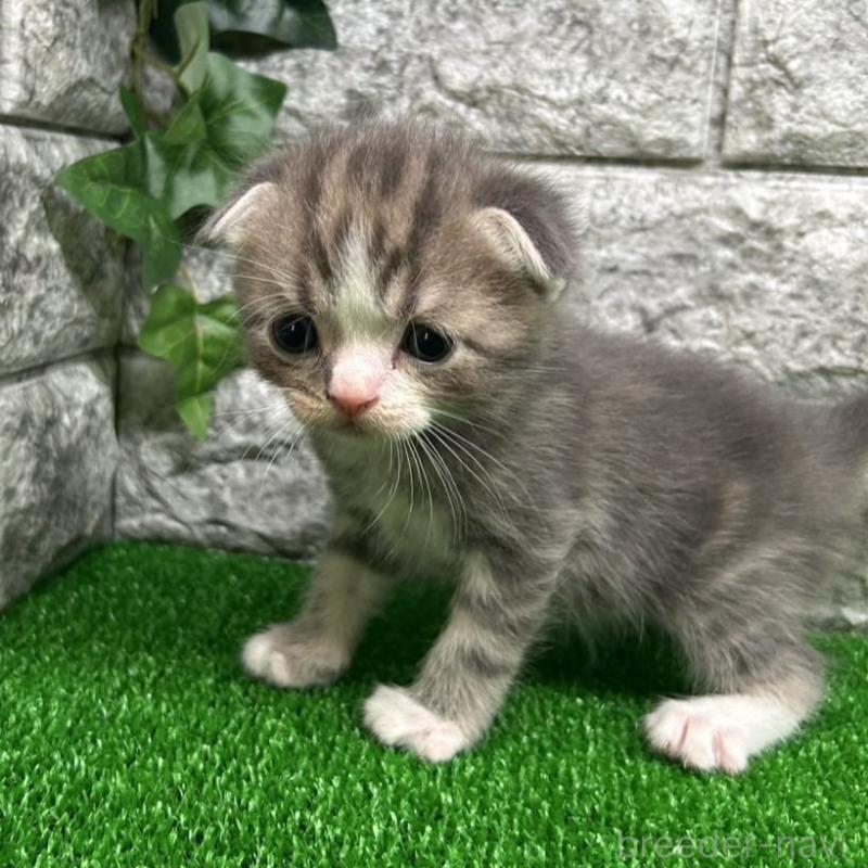 販売中の神奈川県のスコティッシュフォールド(折れ耳)-134765の5枚目