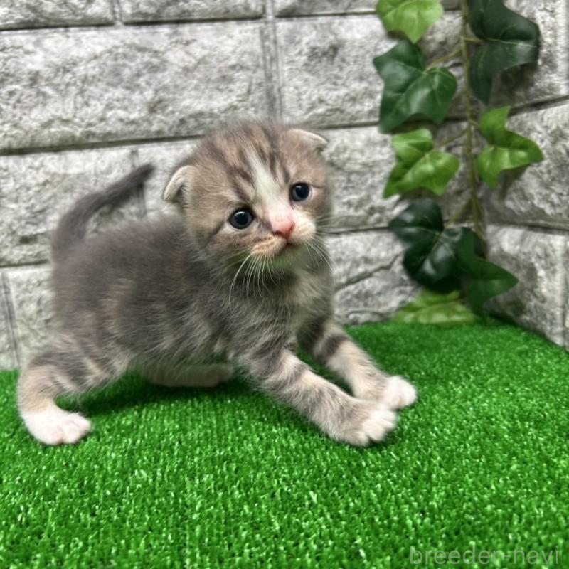 販売中の神奈川県のスコティッシュフォールド(折れ耳)-134765の4枚目