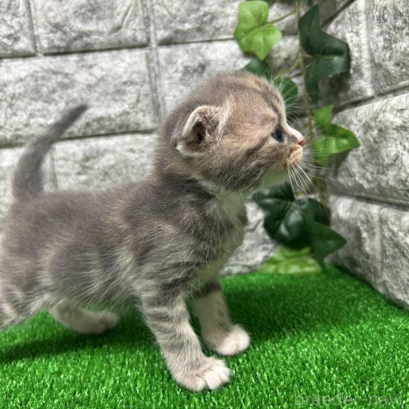 販売中の神奈川県のスコティッシュフォールド(折れ耳)-134765の3枚目