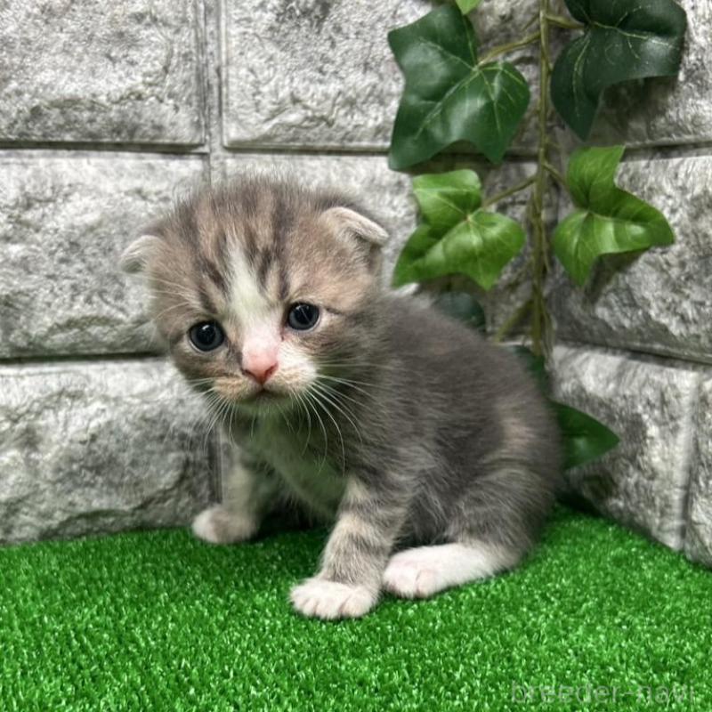 販売中の神奈川県のスコティッシュフォールド(折れ耳)-134765の2枚目