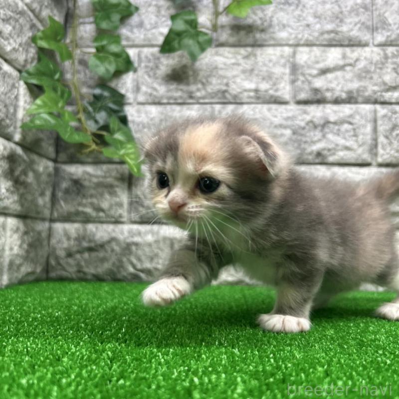 販売中の神奈川県のスコティッシュフォールド(折れ耳)-134766の5枚目