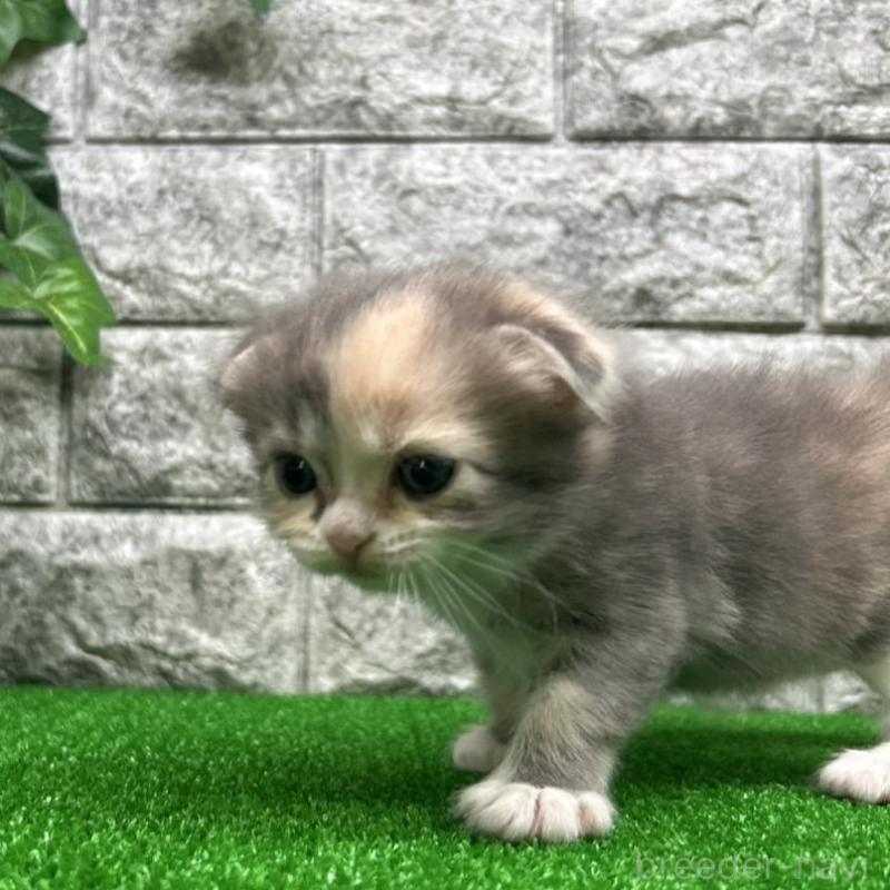 販売中の神奈川県のスコティッシュフォールド(折れ耳)-134766の3枚目