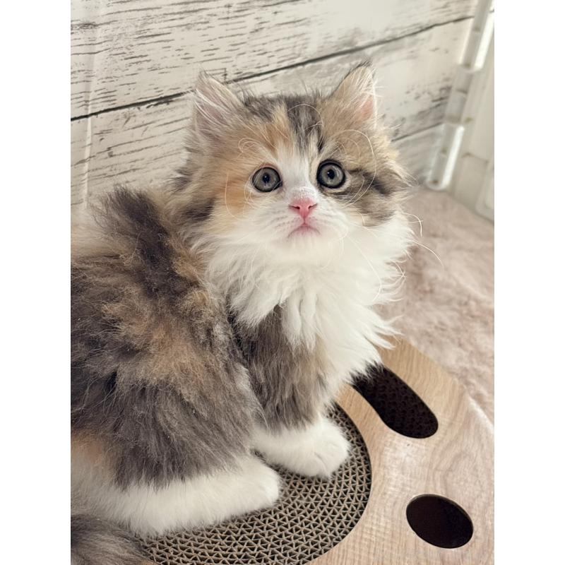 販売中の奈良県のミヌエット(短足)-134767の2枚目