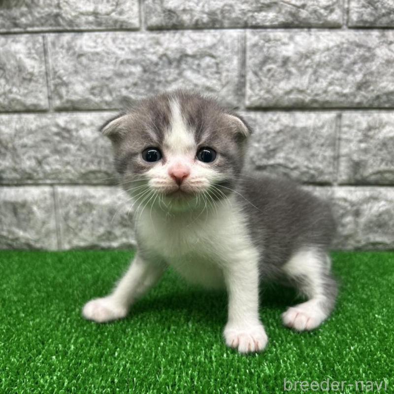 販売中の神奈川県のスコティッシュフォールド(折れ耳)-134768