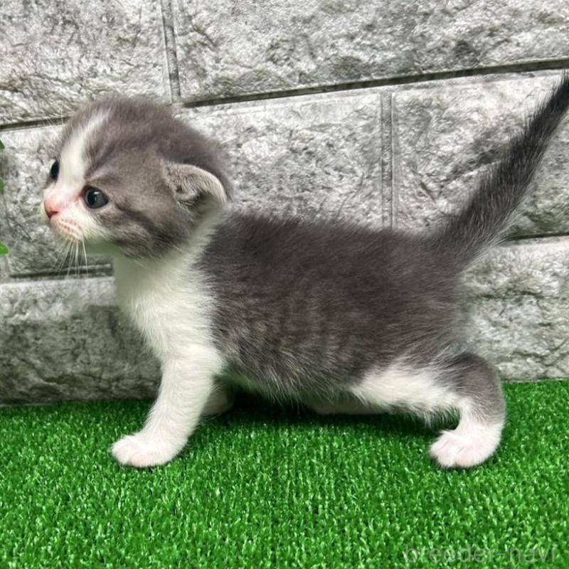 販売中の神奈川県のスコティッシュフォールド(折れ耳)-134768の4枚目