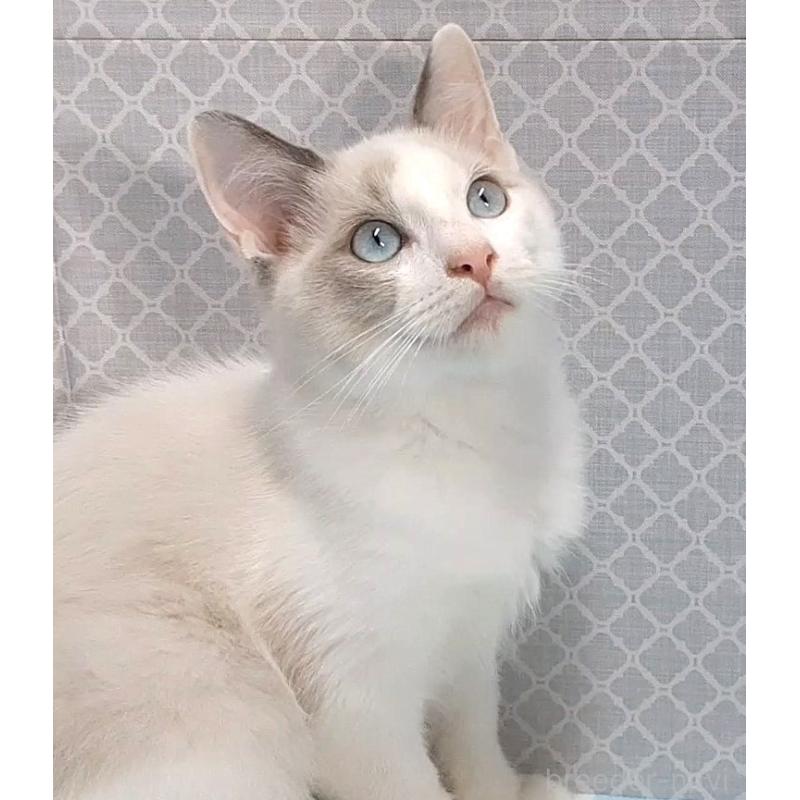 商談中の岐阜県のラグドール-130668の4枚目