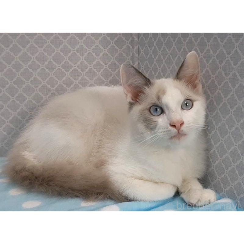 商談中の岐阜県のラグドール-130668の3枚目