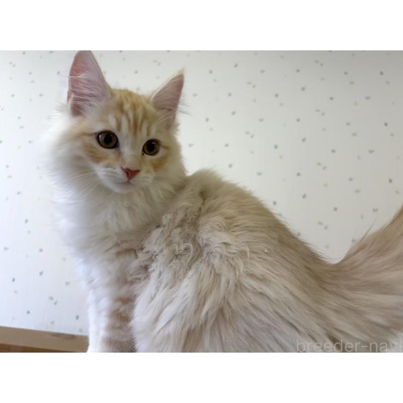 販売中の千葉県のサイベリアン-134753